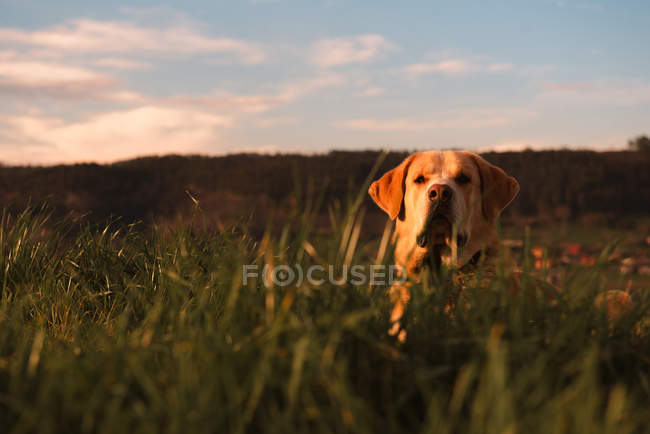 Cão doméstico engraçado em pé no prado com grama verde e céu por do sol — Fotografia de Stock