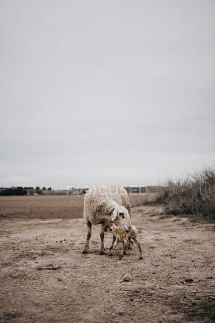 Вівці з дитиною пасуться в сільській місцевості в вигнанні — стокове фото