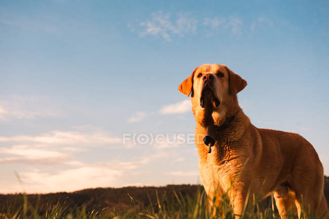 Смішний домашній собака стоїть на лузі з зеленою травою на заході сонця — стокове фото