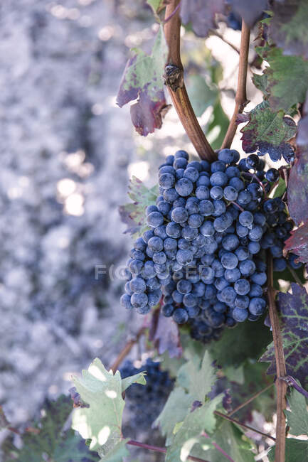 Raisins sur une vigne — Photo de stock