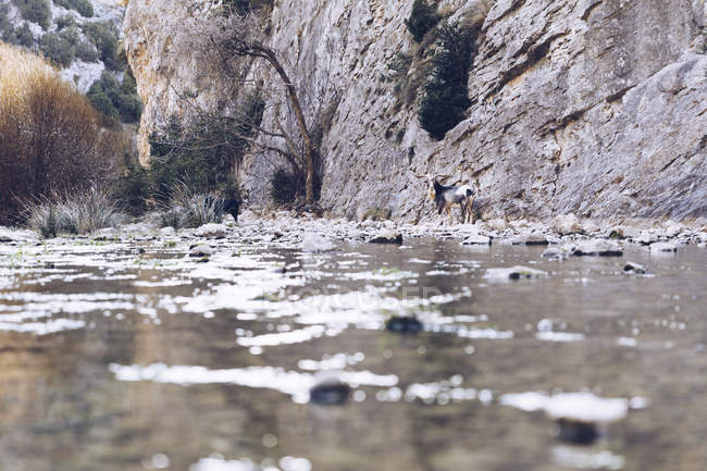 Дика коза стоїть на скелях біля берега гірської річки — стокове фото