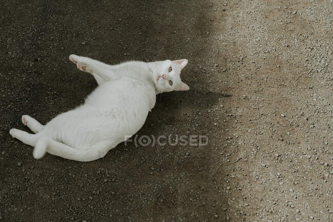 From above cute white cat lying on stony countryside road and staring at camera on sunny day — Stock Photo