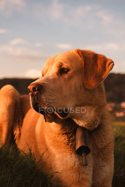 Divertente cane domestico che riposa sul prato al tramonto — Foto stock