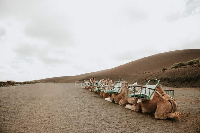 Kamele ruhen in der Nähe von Hügeln — Stockfoto