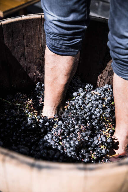 Pieds de culture d'un vigneron méconnaissable pressant du jus de raisin rouge dans un grand tonneau — Photo de stock