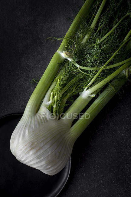 Organic healthy fresh fennel on black plate on grey background — Stock Photo