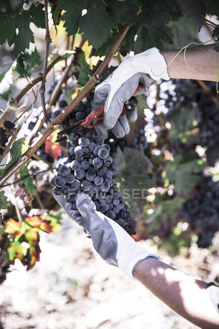 Main de culture de l'agriculteur coupant la couronne de vigne rouge sur la plantation — Photo de stock