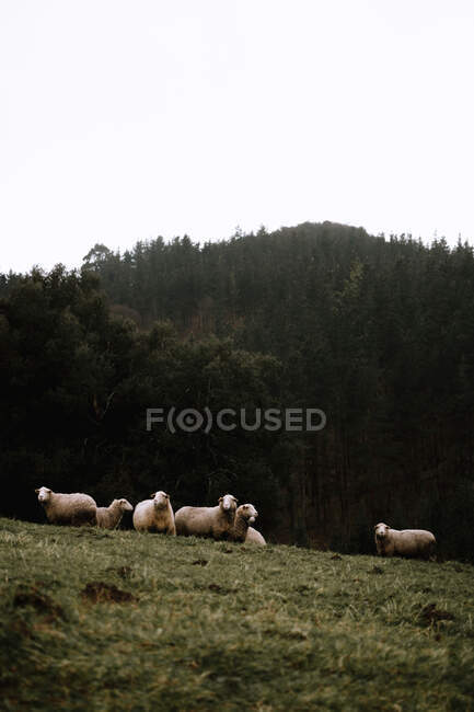 Выпас овец в горах — стоковое фото