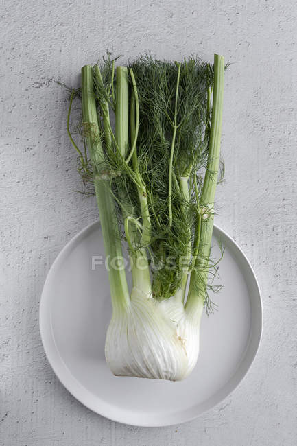 Organic healthy fresh fennel on plate on white wooden surface — Stock Photo