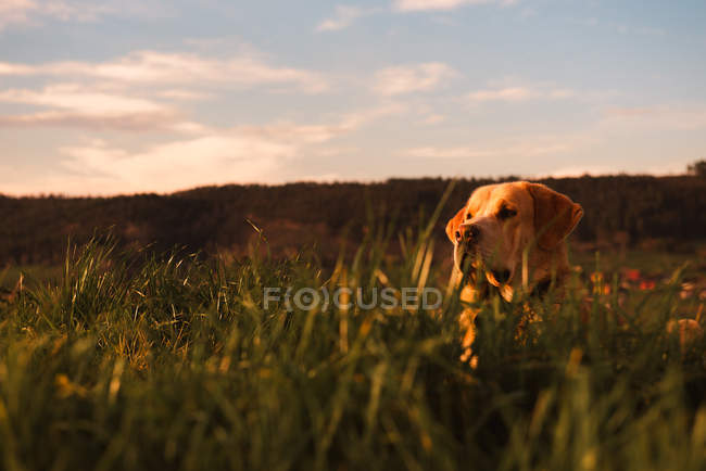 Lustiger Haushund steht auf Wiese mit grünem Gras und Sonnenuntergang — Stockfoto