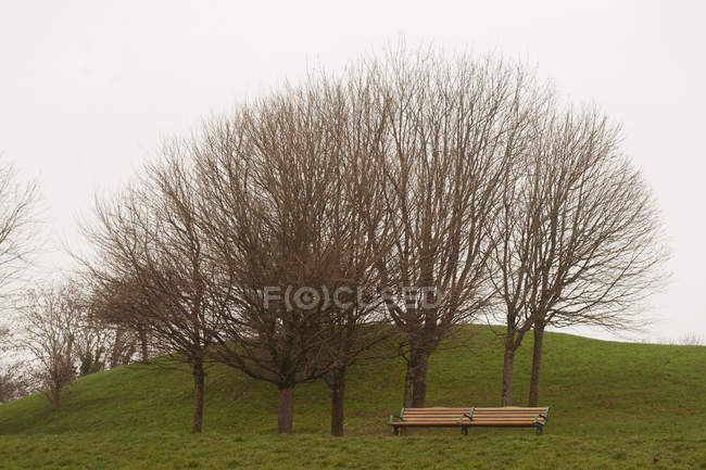 Empty bench near leafless trees on foggy day in quiet autumn park — Stock Photo