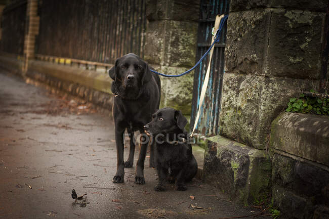 Cute dogs tied to weathered stone fence with leashes on wet city street — Stock Photo