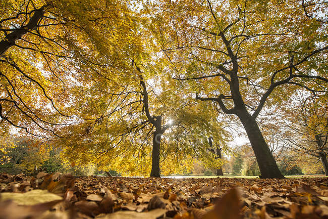 Yellow foliage of trees in autumn park — Stock Photo