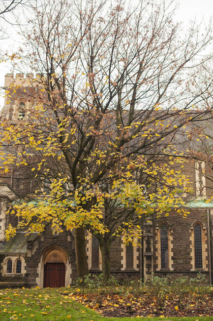 Beautiful tree with yellow leaves growing near facade of aged building on autumn day in Swansea — Stock Photo