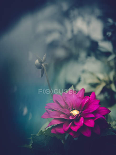 Flor roxa crescendo no jardim no fundo borrado — Fotografia de Stock