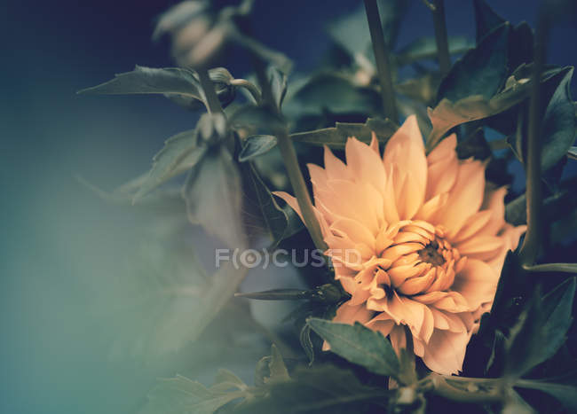 Yellow flower growing in garden on blurred background — Stock Photo