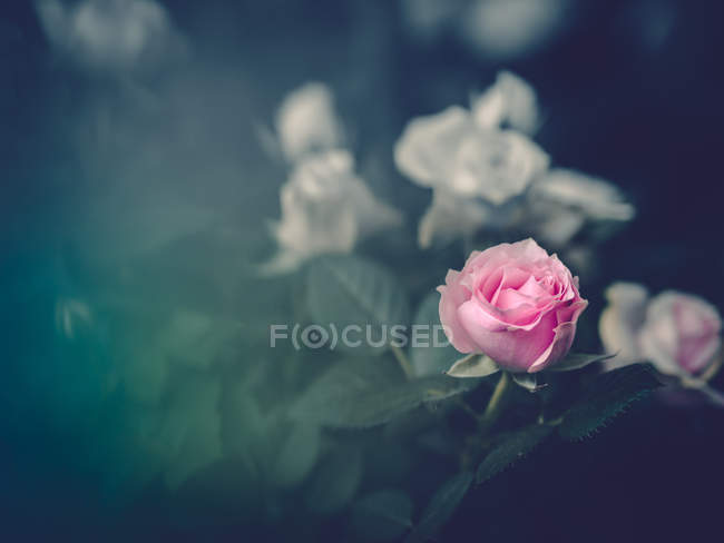 Розовая роза растет в саду на размытом фоне — стоковое фото