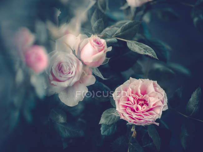 Pink roses growing in garden on blurred background — Stock Photo