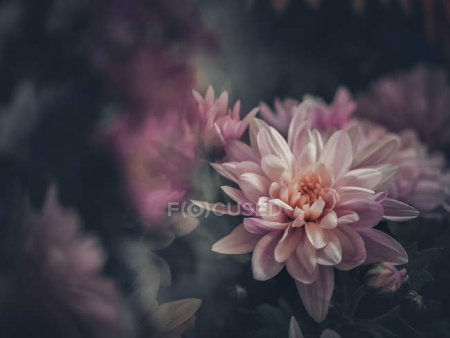 Rosa Blumen, die im Garten auf verschwommenem Hintergrund wachsen — Stockfoto