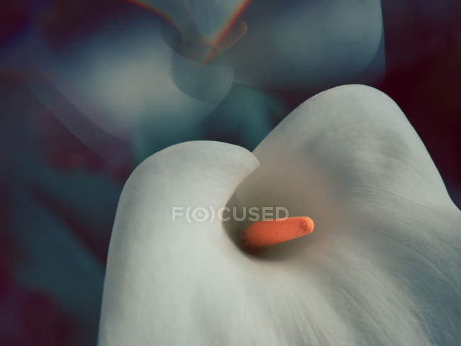 Fiore di calla bianco che cresce in giardino — Foto stock