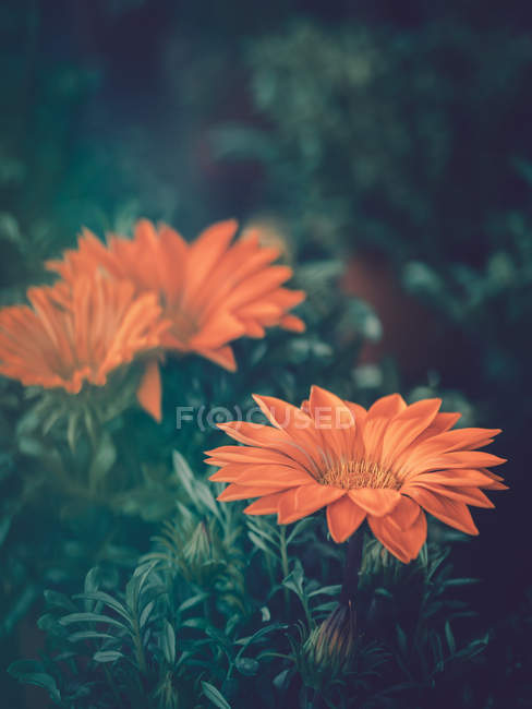 Close-up of orange flowers growing in garden — Stock Photo