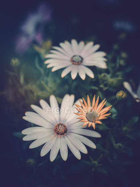 Close-up de flores coloridas crescendo no jardim — Fotografia de Stock