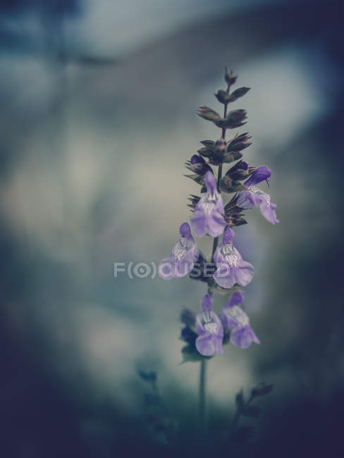 Фиолетовый цветок растет в саду на размытом фоне — стоковое фото
