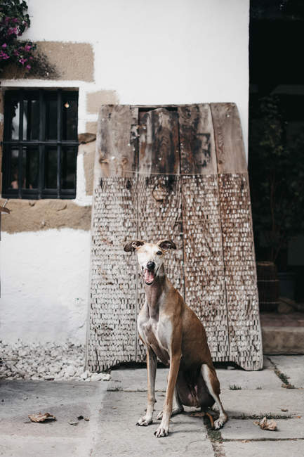 Spanish greyhound sitting on pavement outside weathered building on street of old town — Stock Photo