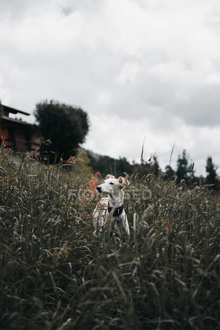Испанская борзая стоящая на траве на лугу — стоковое фото