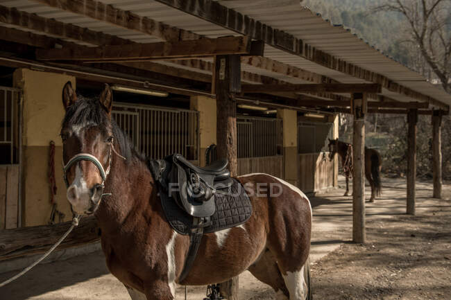 Hermoso caballo con silla de montar y brida de pie cerca de establo durante la clase de equitación en el rancho - foto de stock