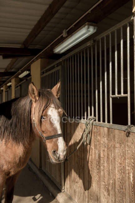 Beautiful horse with saddle and bridle standing near stable during horseback riding lesson on ranch — Stock Photo