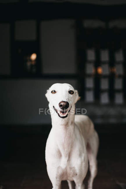Niedlicher weißer spanischer Windhund steht auf verschwommenem dunklem Hintergrund — Stockfoto