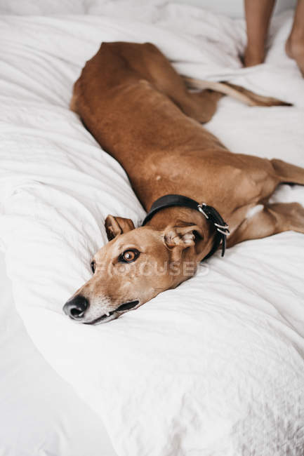 Cão cinzento espanhol marrom bonito relaxante em cama confortável em casa aconchegante perto humano — Fotografia de Stock