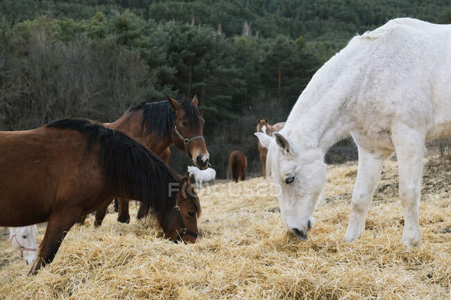 Gruppe schöner Pferde frisst trockenes Gras, während sie an einem Herbsttag auf einer wunderschönen Weide stehen — Stockfoto