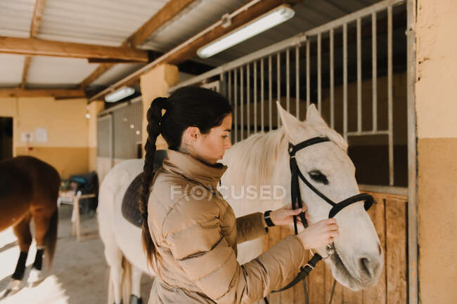 Pretty young female and putting bridle on white horse while standing near stalls in stable during horseback riding lesson on ranch — Stock Photo