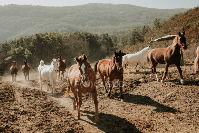 Herde erstaunlicher Pferde läuft an sonnigen Tagen in der Natur über schmutzige Landstraße — Stockfoto