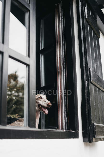Spanische Windhunde schauen durch Fenster, während sie zu Hause hinter dem Fenster sitzen — Stockfoto