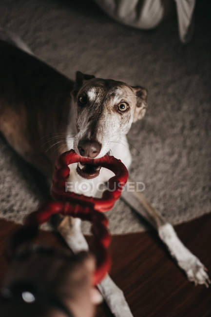 Cute Spanish greyhound biting and pulling toy from hand of anonymous owner at home — Stock Photo