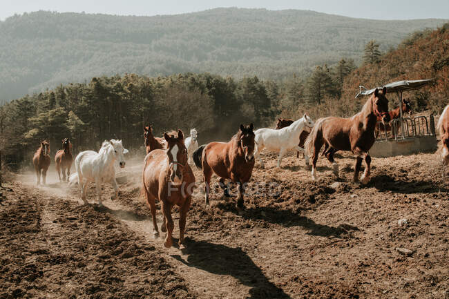Manada de increíbles caballos corriendo por el camino sucio del campo en un día soleado en la naturaleza - foto de stock
