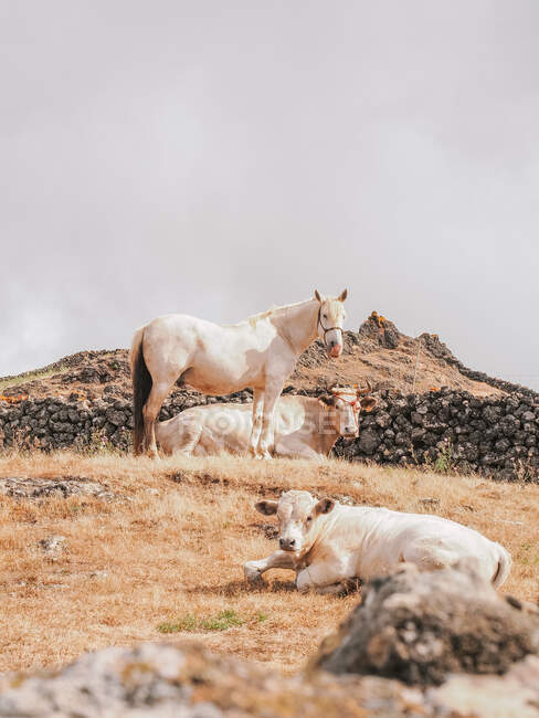 Bellissimo scenario di mucche e cavalli nell'isola di el hierro, isola canaria spagnola — Foto stock