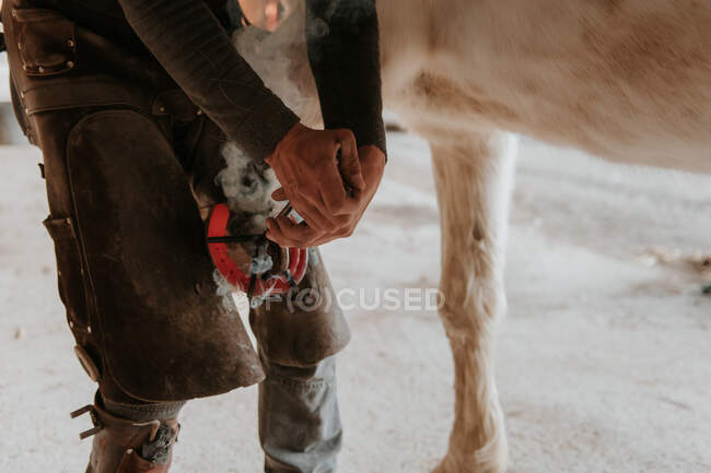Irreconhecível farrier colocando ferradura quente no casco de cavalo branco no rancho — Fotografia de Stock
