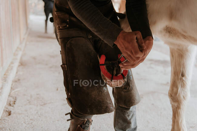Farrier irreconocible poniendo herradura caliente en pezuña de caballo blanco en rancho - foto de stock