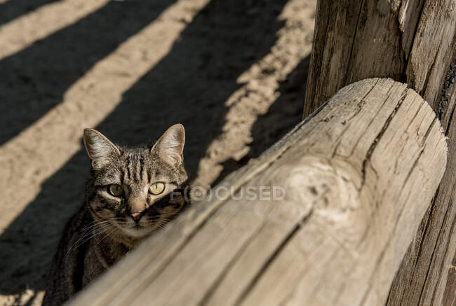 Gato listrado bonito olhando para a câmera enquanto sentado perto de cerca de madeira no dia ensolarado no rancho — Fotografia de Stock