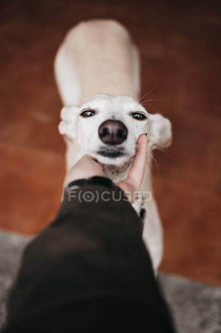Hand of anonymous owner petting adorable yawning Spanish greyhound — Stock Photo