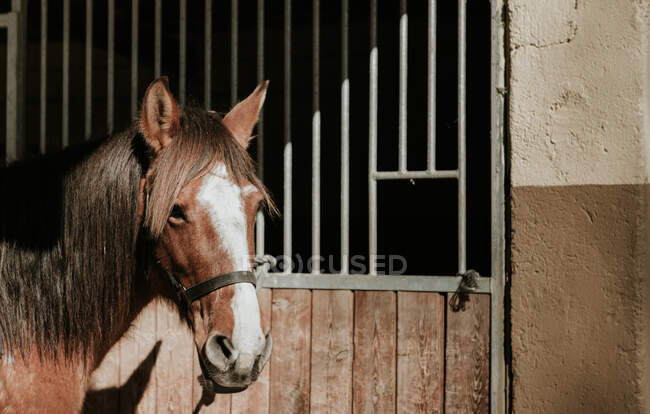 Schönes Pferd mit Sattel und Zaumzeug im Stall während der Reitstunde auf der Ranch — Stockfoto