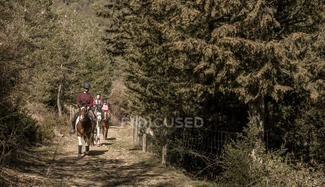 Група людей, які катаються на конях по сільській дорозі біля хвойних дерев під час уроку в сонячний день в сільській місцевості — стокове фото