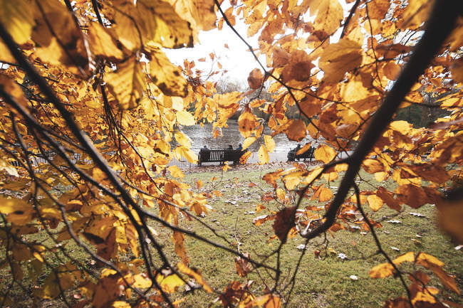 Zweige mit gelben Blättern und Bank mit Menschen in der Nähe des Sees im Park — Stockfoto