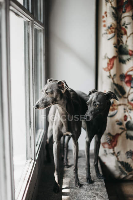 Adorable grey Spanish greyhounds looking through window while standing behind window at home — Stock Photo