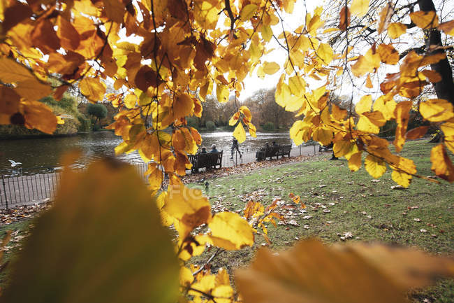 Galhos com folhas amarelas e banco com pessoas perto do lago no parque — Fotografia de Stock