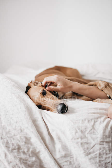 Mano umana toccante levriero spagnolo rilassante su letto comodo a casa accogliente — Foto stock